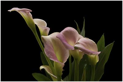 Ken Hales: Potted Calla Lilies