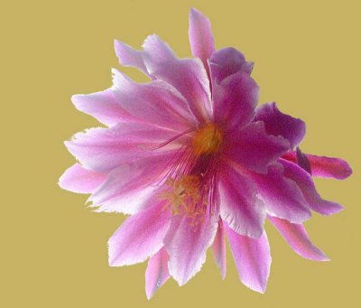 Don Cooper: Orchid Cactus.jpg