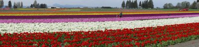 Hal Muhrlein: Tulip Town 2006.jpg