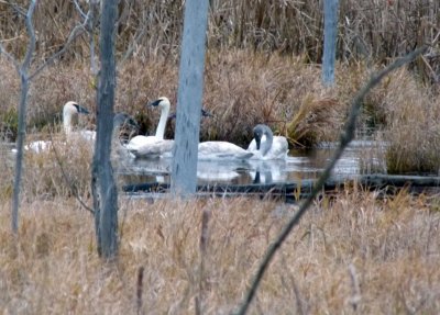 Nov 20th: 2 adults and 4 cygnets fly into the marsh .....