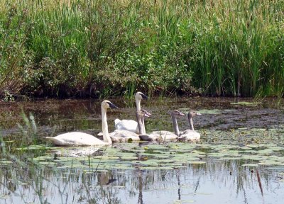 July 24, 2011: They, crossed the road to feed in the creek ... east of the laneway. There are 4 cygnets.