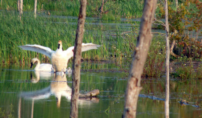 2011 Trumpeter Swans return to raise 4 cygnets (hatched 5).
