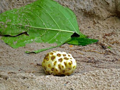 Noni fruit