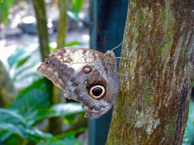 Common Owl Butterfly at the Butterfly Garden