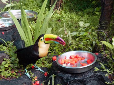 Toucan at the 'Butterfly Garden