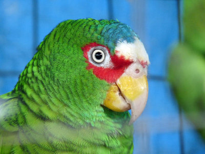 White Fronted Amazon Parrot - Butterfly Garden Roatan