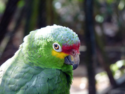 Red Lored Parrot / Red Lored Amazon Parrot - Butterfly Garden