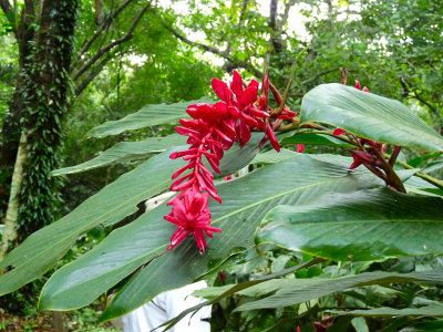 Ginger (Carambola Botanical Gardens)