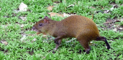 Referred to as a rabbit (an 'agoutis', related to the guinea pig)