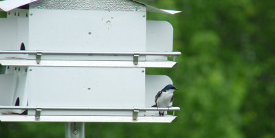  One of the Tree Swallows came back.