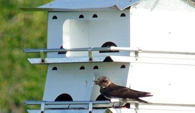 It was not long before they took over the nest of the Tree Swallows and before long they were feeding their young.