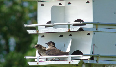 The female was able to go inside and sit on the nest, but the male had difficulty.