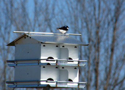 The Tree Swallows started to build  nests (2 pairs).