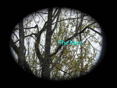 The nest was up high in the tree.