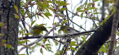 Yellow-throated Vireos Build a Nest - May 2011