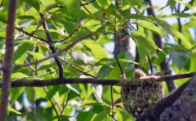 June 19, 2011 - at least one possibly 2 chicks in the nest.