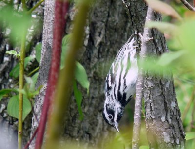 Black and White Warbler