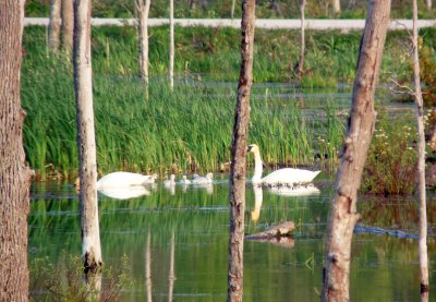 These cygnets may have been a week old and their parents brought them across the road and spent time in our wetland.