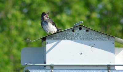 Purple Martins have arrived!!