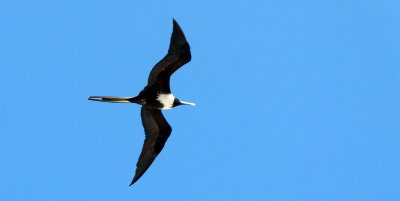 A female Magnificent Frigatebird viewed from our balcony on Sapphire Beach Resort