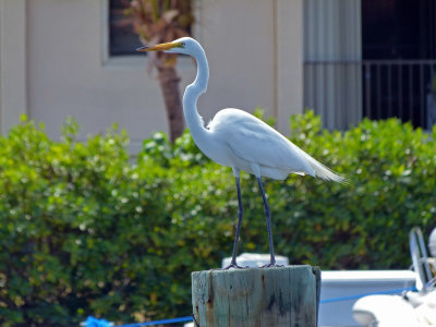 Great Egret at the Marina