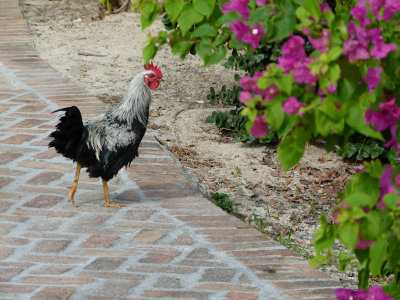Free range roosters and chickens everywhere ....