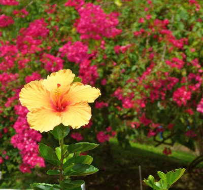 Yellow hibiscus among bougainvilla