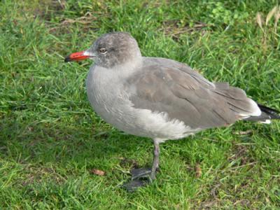 A younger Heerman's Gull
