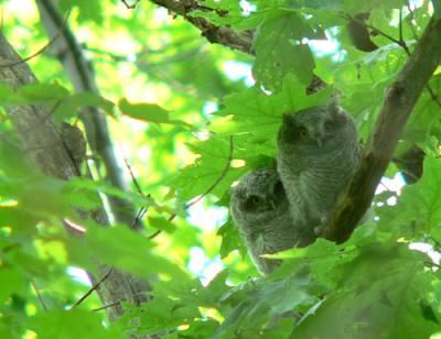 Owlets watching these curious people