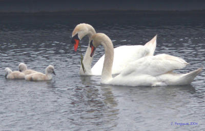 Mute Swans and their cygnets