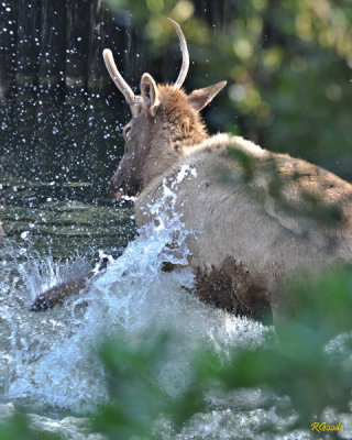 Reindeer Bath