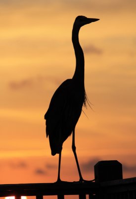 The Watcher