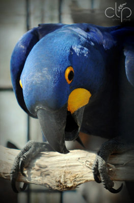 Royal Blue Bird