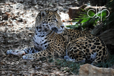 Chillin in the shade