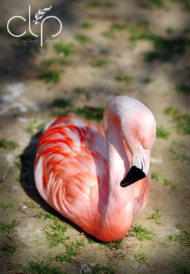 Pink Flamingo