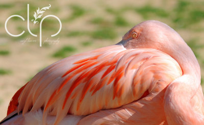 Flamingo at rest