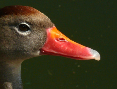 Portrait of a Colorful  Duck!