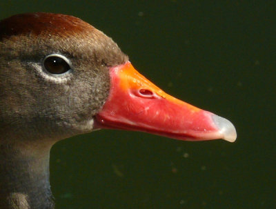 Portrait of a Colorful Duck!