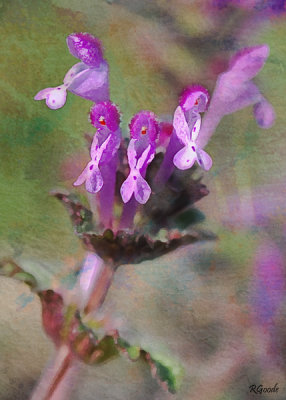 February 16 - Wild Henbit