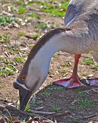 February 17 - Brown Goose