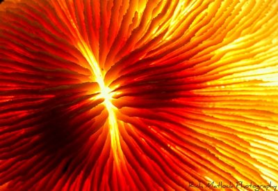 Razor Coral