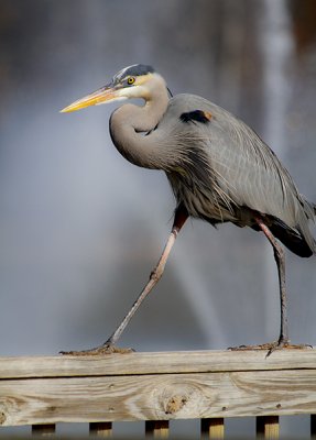 February 6 - Do These Legs Make Me Look Tall?
