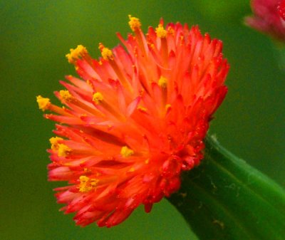 March 2 - Common Milk Weed