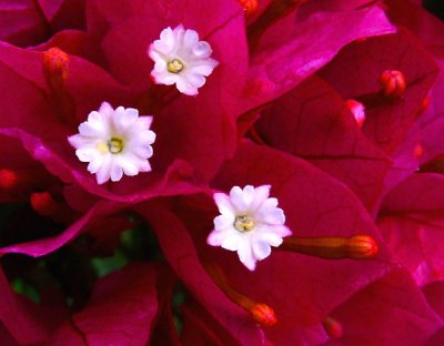 March 5 - Bougainvillea