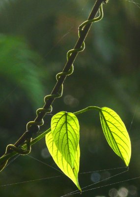 March 6 - Leaves and Tendrils