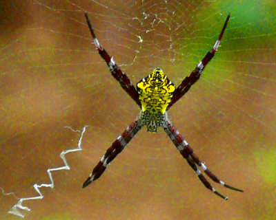 March 7 - Garden Spider