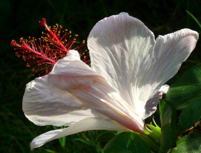 March 10 - White Hibiscus