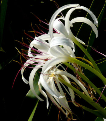 March 11 - Spider Lily
