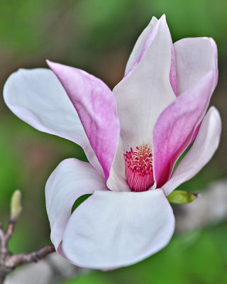 February 27 - Tulip Magnolia