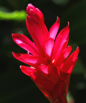 March 13 - Red Ginger